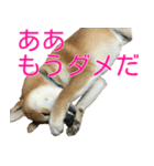 柴犬 日常会話！3.5.8（個別スタンプ：30）