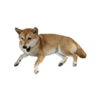 柴犬 日常会話！3.5.8（個別スタンプ：31）