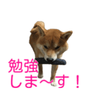 柴犬 日常会話！3.5.8（個別スタンプ：32）
