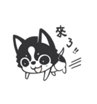 Chihuahua Dobee. by AllieSu（個別スタンプ：12）