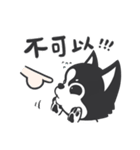 Chihuahua Dobee. by AllieSu（個別スタンプ：21）