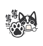 Chihuahua Dobee. by AllieSu（個別スタンプ：24）