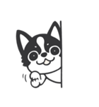 Chihuahua Dobee. by AllieSu（個別スタンプ：29）