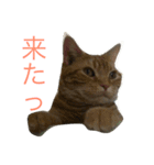 l am happy（個別スタンプ：7）
