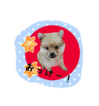ポメラニアン桃とマルチーズ苺2（個別スタンプ：1）