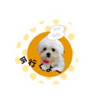 ポメラニアン桃とマルチーズ苺2（個別スタンプ：2）