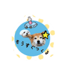ポメラニアン桃とマルチーズ苺2（個別スタンプ：3）