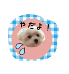 ポメラニアン桃とマルチーズ苺2（個別スタンプ：4）
