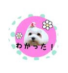 ポメラニアン桃とマルチーズ苺2（個別スタンプ：5）