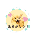 ポメラニアン桃とマルチーズ苺2（個別スタンプ：6）
