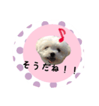 ポメラニアン桃とマルチーズ苺2（個別スタンプ：7）