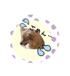 ポメラニアン桃とマルチーズ苺2（個別スタンプ：8）