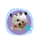 ポメラニアン桃とマルチーズ苺2（個別スタンプ：9）