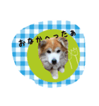 ポメラニアン桃とマルチーズ苺2（個別スタンプ：10）