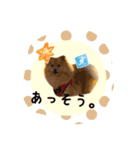 ポメラニアン桃とマルチーズ苺2（個別スタンプ：11）