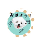 ポメラニアン桃とマルチーズ苺2（個別スタンプ：12）