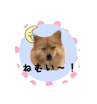 ポメラニアン桃とマルチーズ苺2（個別スタンプ：13）