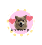 ポメラニアン桃とマルチーズ苺2（個別スタンプ：15）