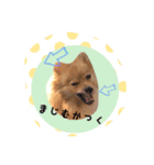 ポメラニアン桃とマルチーズ苺2（個別スタンプ：16）
