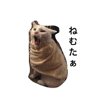 チェイとニゥン (ニゥン多め)2（個別スタンプ：13）