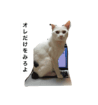 チェイとニゥン (ニゥン多め)2（個別スタンプ：14）