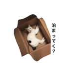 チェイとニゥン (ニゥン多め)2（個別スタンプ：15）