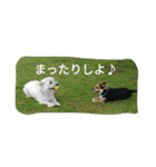 ミックス犬まめた＆福のまめふくスタンプ2（個別スタンプ：2）