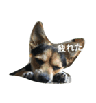 ミックス犬まめた＆福のまめふくスタンプ2（個別スタンプ：3）