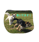 ミックス犬まめた＆福のまめふくスタンプ2（個別スタンプ：4）