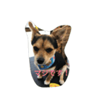 ミックス犬まめた＆福のまめふくスタンプ2（個別スタンプ：6）