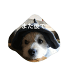 ミックス犬まめた＆福のまめふくスタンプ2（個別スタンプ：7）