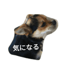 ミックス犬まめた＆福のまめふくスタンプ2（個別スタンプ：8）