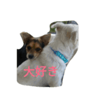 ミックス犬まめた＆福のまめふくスタンプ2（個別スタンプ：9）