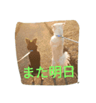 ミックス犬まめた＆福のまめふくスタンプ2（個別スタンプ：10）