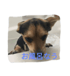 ミックス犬まめた＆福のまめふくスタンプ2（個別スタンプ：12）