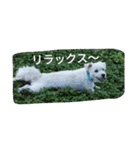 ミックス犬まめた＆福のまめふくスタンプ2（個別スタンプ：13）
