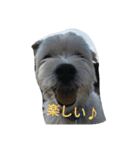 ミックス犬まめた＆福のまめふくスタンプ2（個別スタンプ：14）