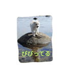 ミックス犬まめた＆福のまめふくスタンプ2（個別スタンプ：15）
