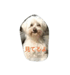 ミックス犬まめた＆福のまめふくスタンプ2（個別スタンプ：18）