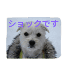 ミックス犬まめた＆福のまめふくスタンプ2（個別スタンプ：19）