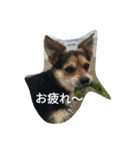 ミックス犬まめた＆福のまめふくスタンプ2（個別スタンプ：20）