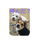 ミックス犬まめた＆福のまめふくスタンプ2（個別スタンプ：23）