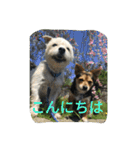 ミックス犬まめた＆福のまめふくスタンプ2（個別スタンプ：24）