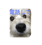 ミックス犬まめた＆福のまめふくスタンプ2（個別スタンプ：27）