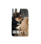 ミックス犬まめた＆福のまめふくスタンプ2（個別スタンプ：28）