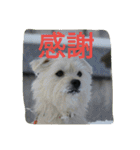 ミックス犬まめた＆福のまめふくスタンプ2（個別スタンプ：29）