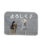 ミックス犬まめた＆福のまめふくスタンプ2（個別スタンプ：30）