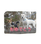 ミックス犬まめた＆福のまめふくスタンプ2（個別スタンプ：31）
