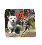 ミックス犬まめた＆福のまめふくスタンプ2（個別スタンプ：32）