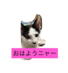 ミーちゃんスタンプ（個別スタンプ：3）